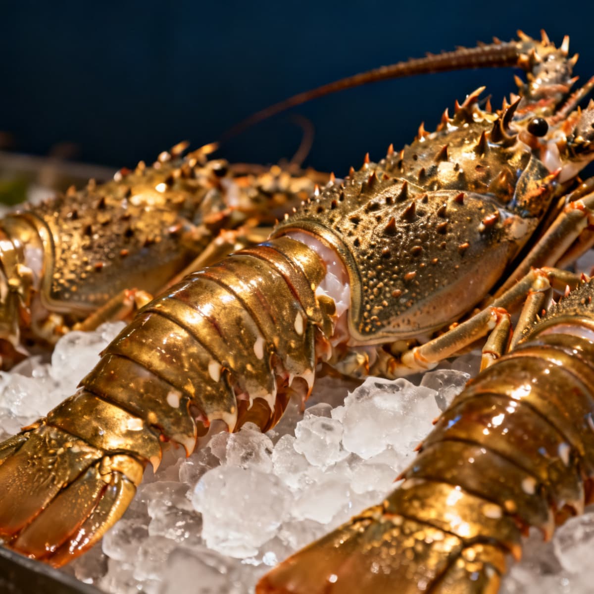 A spiny lobster on crushed ice, brass shell against maritime navy